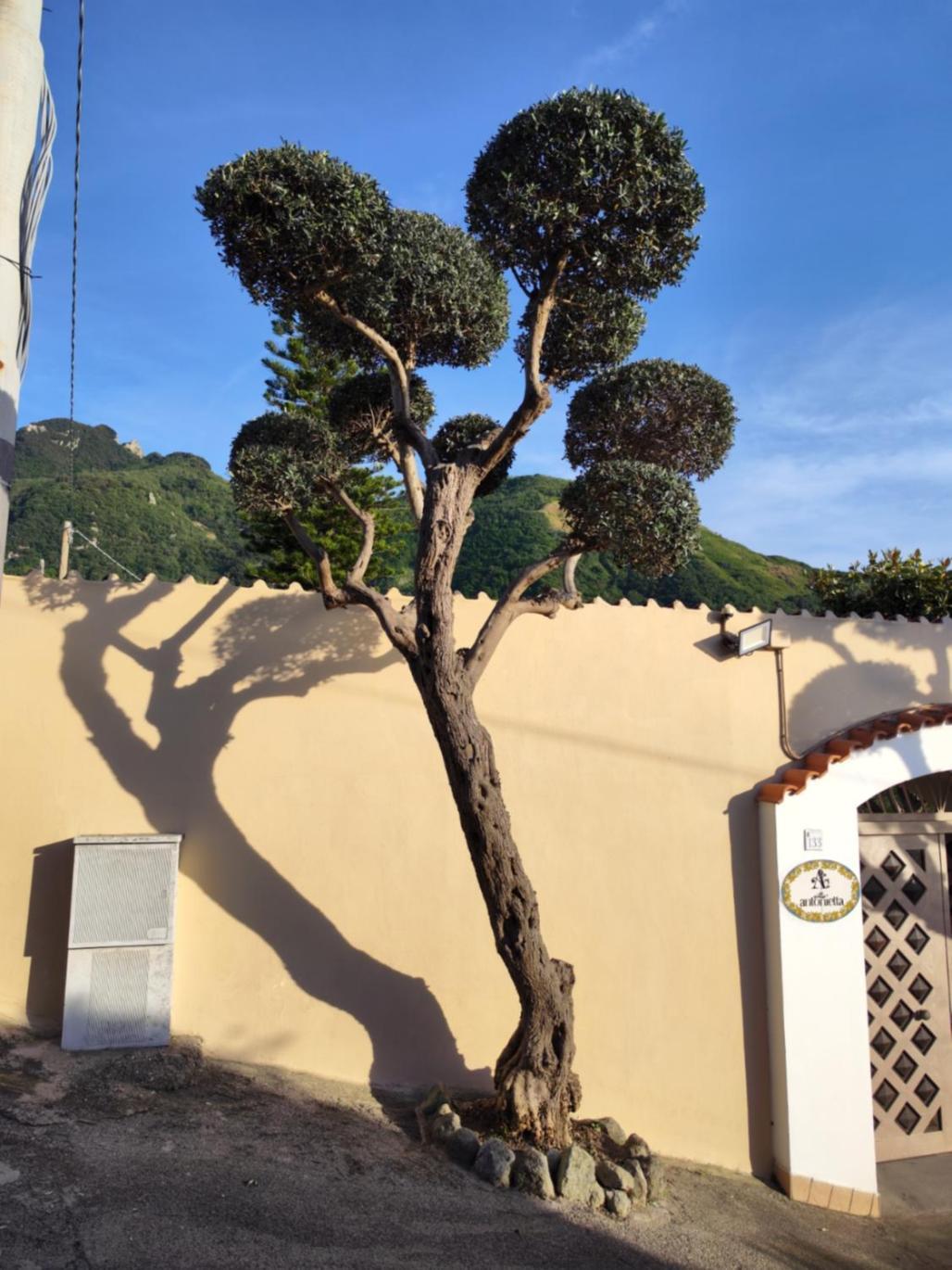 Villa Antonietta Ischia Zewnętrze zdjęcie